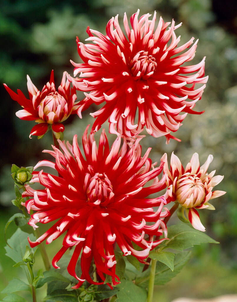 Dahlia Cactus Friquolet 1-pakning
